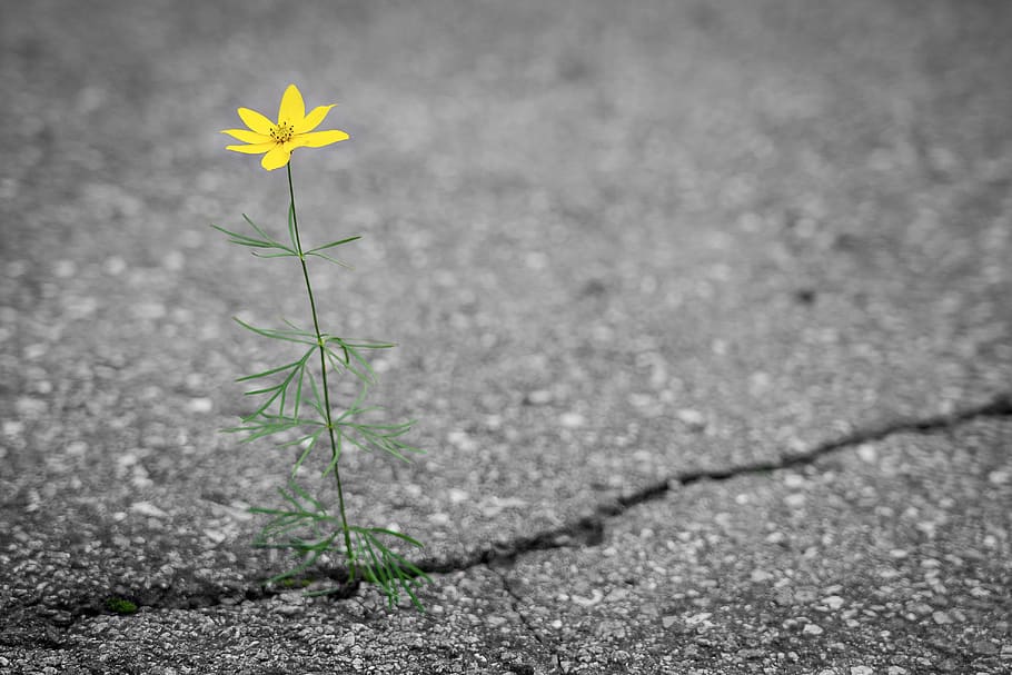 Dreams can grow on Concrete, Just Believe…